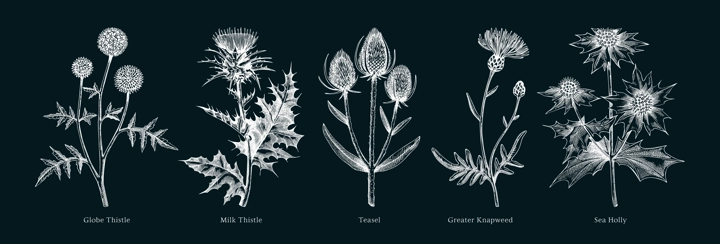 Vector botanical illustrations collection. Decorative thistle plant in sketch style. Hand drawn summer flower sketch. Coast wildflower drawing on chalkboard. Floral design element. 